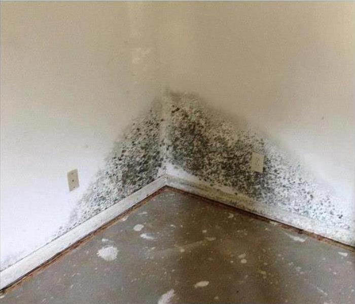 Mold under wallpaper