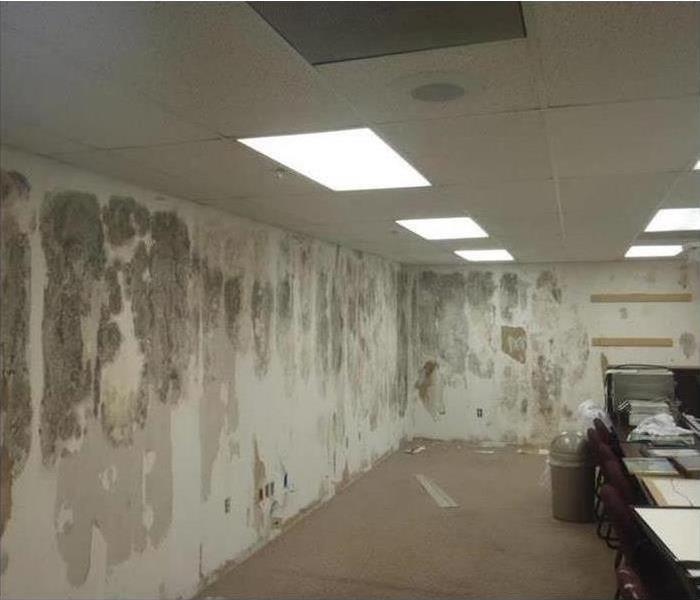 mold on business’s walls